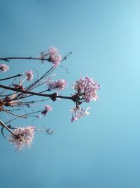 Close-up of pink flowers blooming on tree against sky