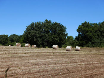 Bucolic and relaxing view of harvested fields with fine bales