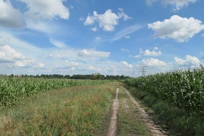 Scenic view of agricultural field against sky