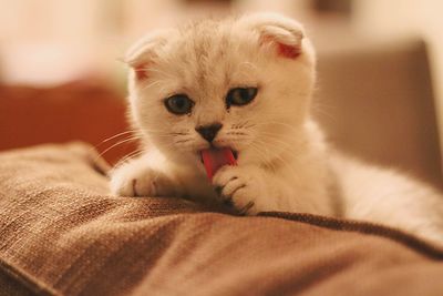 Portrait of kitten relaxing on bed