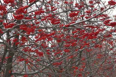 Low angle view of red berries on tree