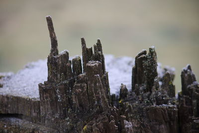 Close-up of damaged wooden structure during winter