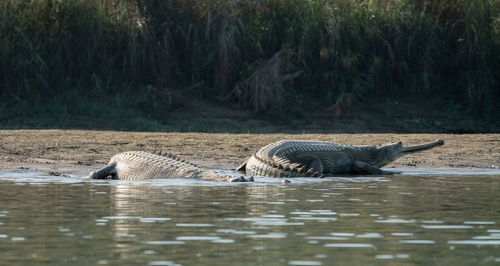 Crocodile in lake