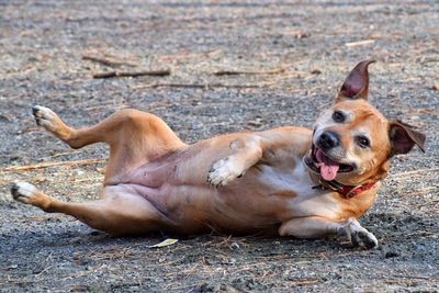 Portrait of dog lying outdoors