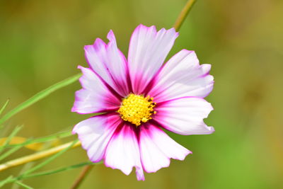 Close-up of pink flower