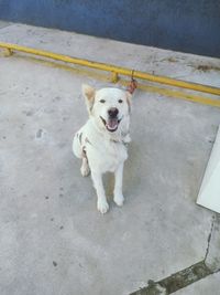 High angle portrait of dog standing outdoors