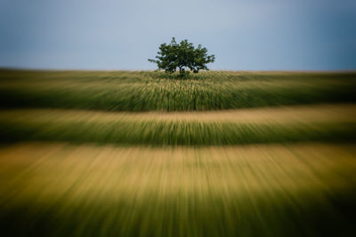 Scenic view of field against clear sky