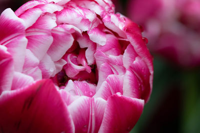 Close-up of pink roses