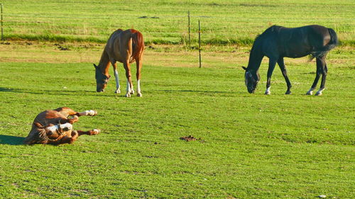 Horses grazing in a field