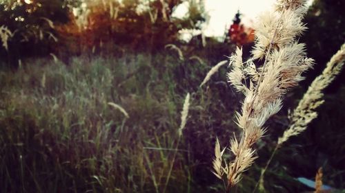 Close-up of flowers growing in field