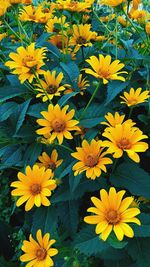 High angle view of yellow flowering plant