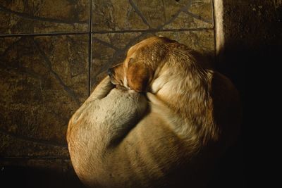 Close-up of dog sleeping