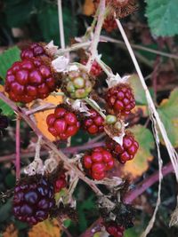 Close-up of red berries on tree