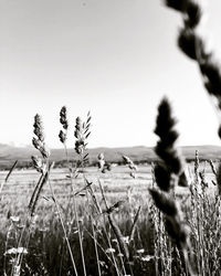 Close-up of stalks in field against clear sky