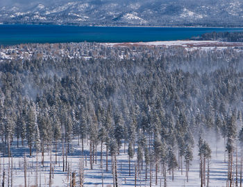 Scenic view of frozen trees on land