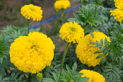 Close-up of yellow flowering plant