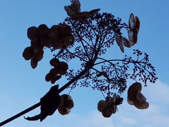 Low angle view of flowering plant against clear sky