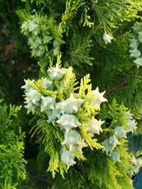 Close-up of plants