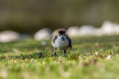 View of a bird on field