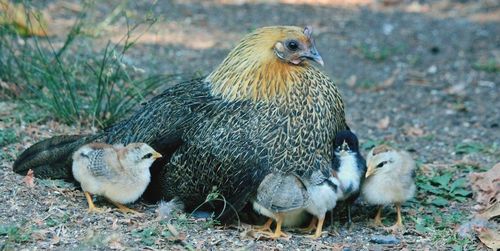 Close-up of a duck on land