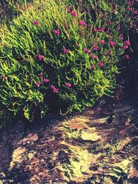 Plants growing outdoors