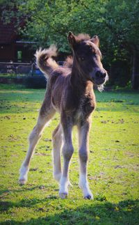 Horse on field