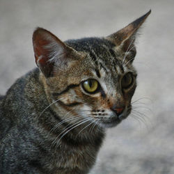 Close-up portrait of a cat