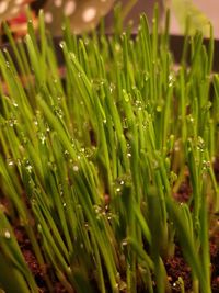 Close-up of wet grass