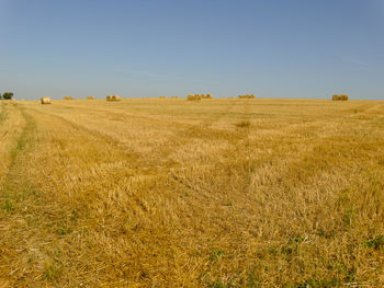 Scenic view of agricultural field against clear sky