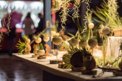 Potted plants on christmas market in france.