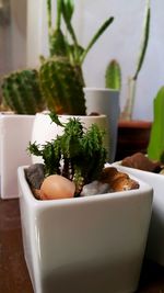 Close-up of potted plant on table