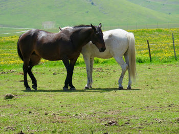 Horses grazing on field