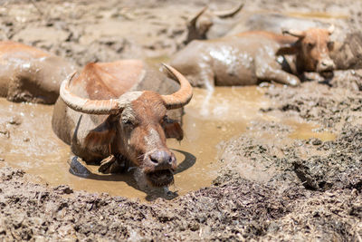 Buffalo drinking water