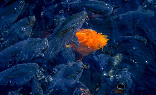 Close-up of fishes swimming in sea