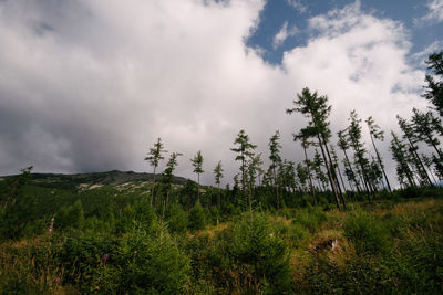 Low angle view of trees on land against sky