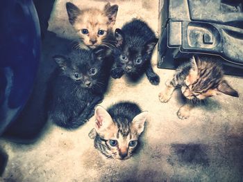 High angle portrait of kitten