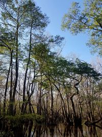 Low angle view of trees in forest against sky