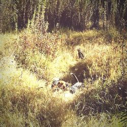 Grass grazing on grassy field