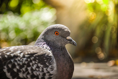 Close-up of an animal