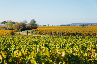 Scenic view of agricultural field against clear sky