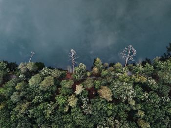 High angle view of plants and trees in forest