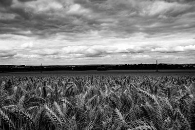 Wheat growing on field against cloudy sky