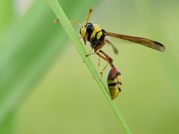 Close-up of insect on leaf