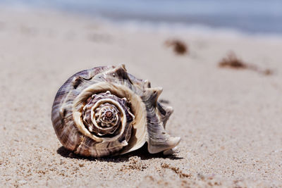 Close-up of seashell on beach