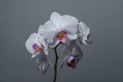 Close-up of pink flowering plant against white background