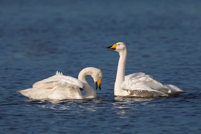 White swans swimming in lake