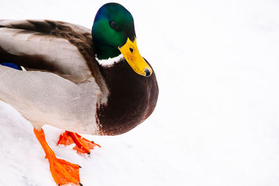 Close-up of a duck