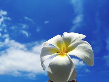 Low angle view of white flowering plant against blue sky