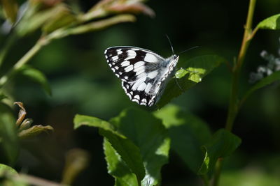 Close-up of butterfly pollinating flower