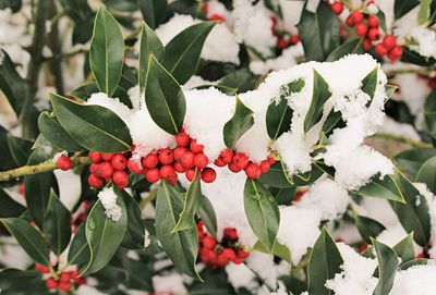 Close-up of red berries growing on plant